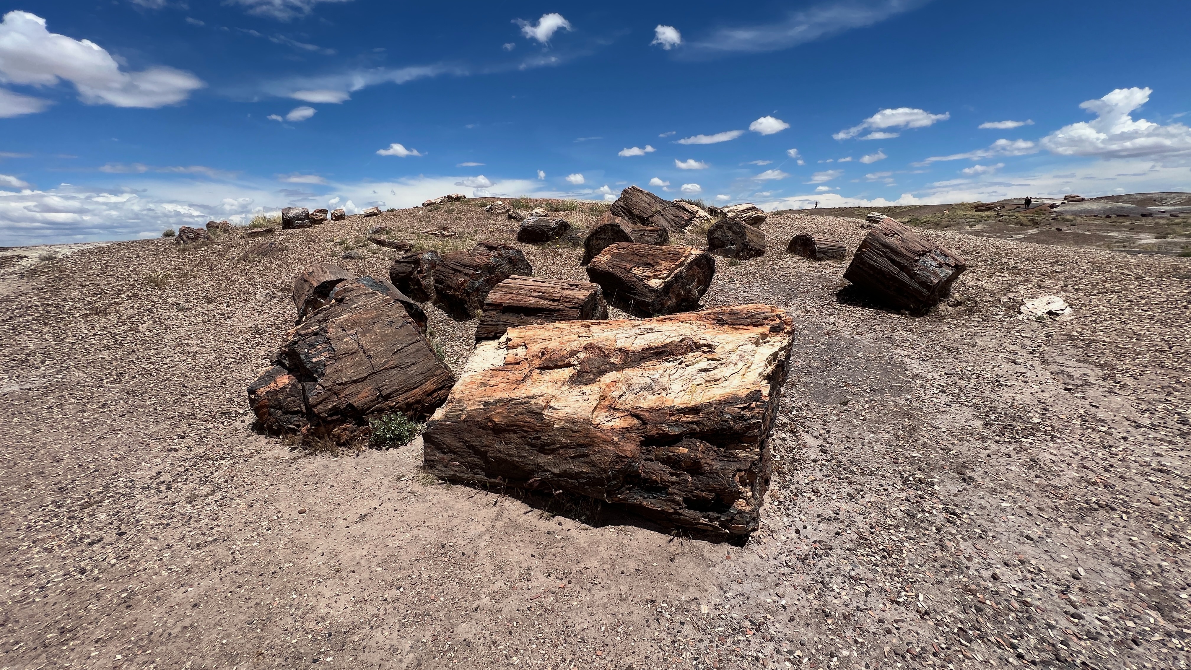 The Petrified Forest and Painted Desert